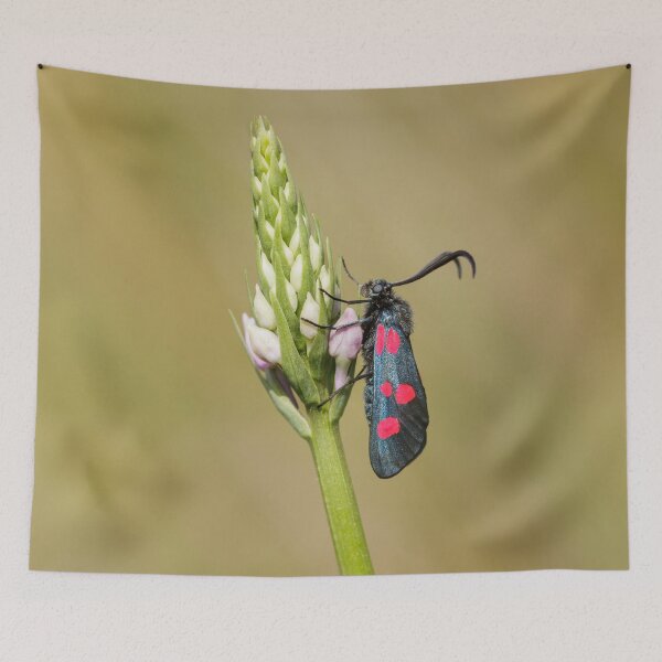 Item preview, Five Spot Burnett Moth designed and sold by Alec Stewart.