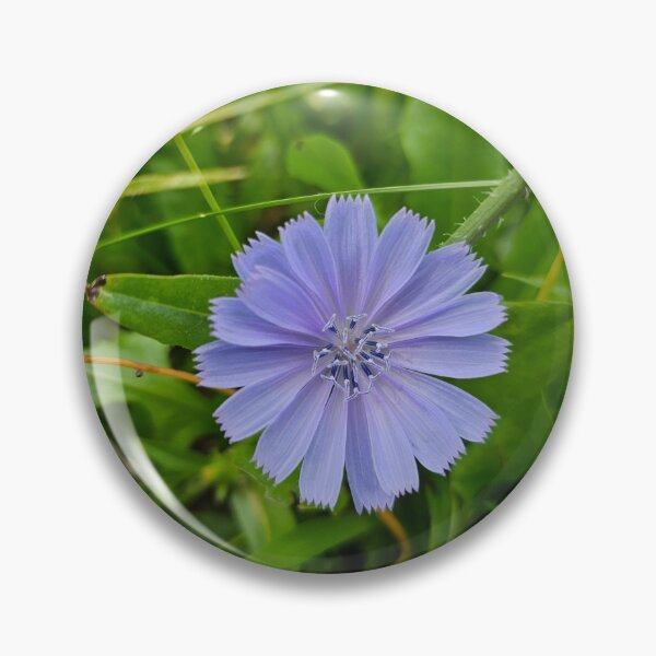 Item preview, Purple Chicory Flower Closeup designed and sold by Quincy-Hedgehog.