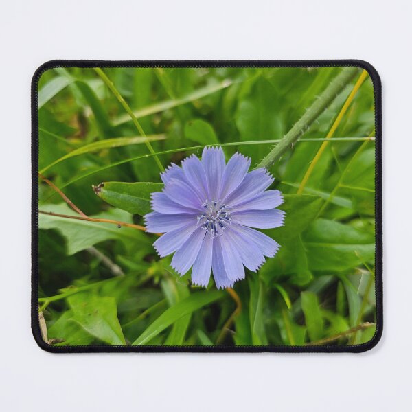 Item preview, Purple Chicory Flower Closeup designed and sold by Quincy-Hedgehog.