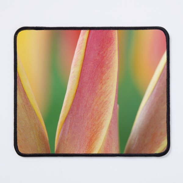 Item preview, Tulipa clusiana var. chrysantha  AGM  Golden lady tulip designed and sold by Chris Burrows.