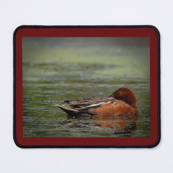 Item preview, Cinnamon Teal Resting designed and sold by Shannon Emmel .