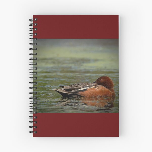 Item preview, Cinnamon Teal Resting  designed and sold by Shannon Emmel .