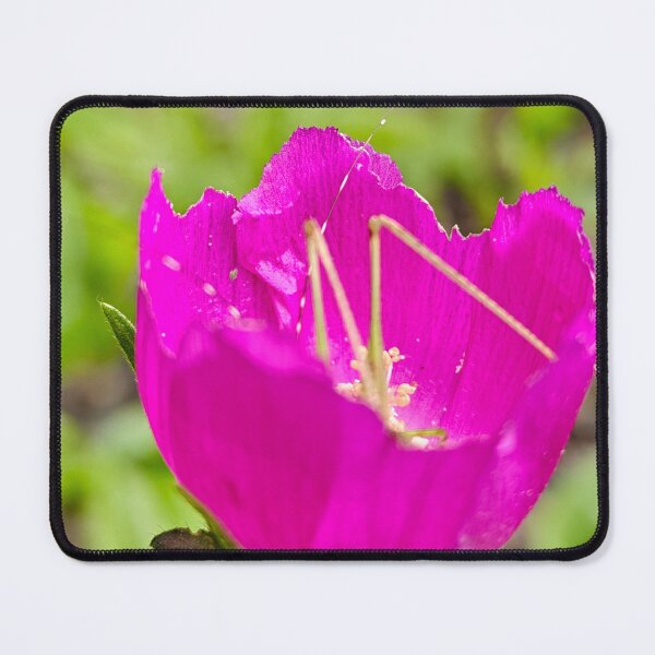 Item preview, Purple Poppy Mallow designed and sold by YvonneArrington.