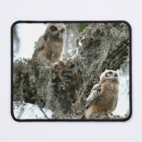 Item preview, Great Horned Owlets designed and sold by Glennphotos.