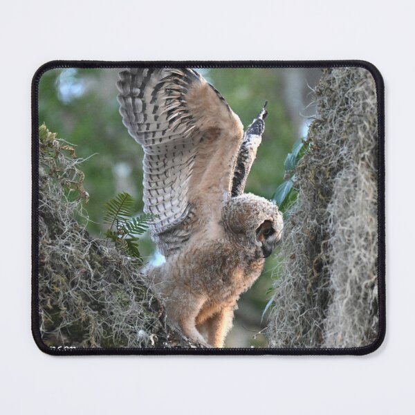 Item preview, Great Horned Owlet stretching it wings designed and sold by Glennphotos.