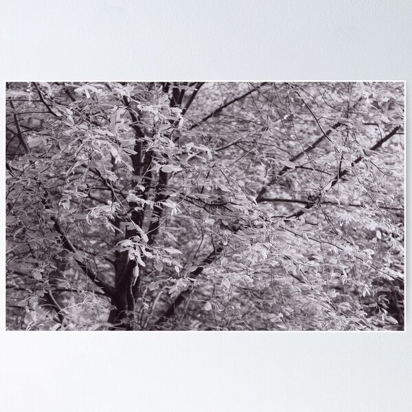 Item preview, The Structure of Trees 11 designed and sold by ShinyPhoto.