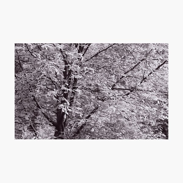 Item preview, The Structure of Trees 11 designed and sold by ShinyPhoto.