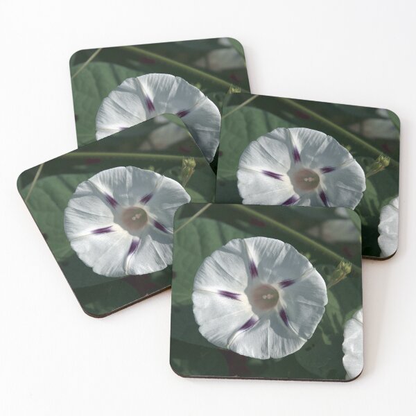 Item preview, White and Blue Morning Glory designed and sold by gistinker.