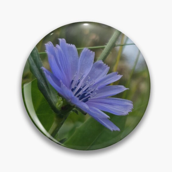 Item preview, Chicory Flower Reaching Towards the Sky designed and sold by Quincy-Hedgehog.