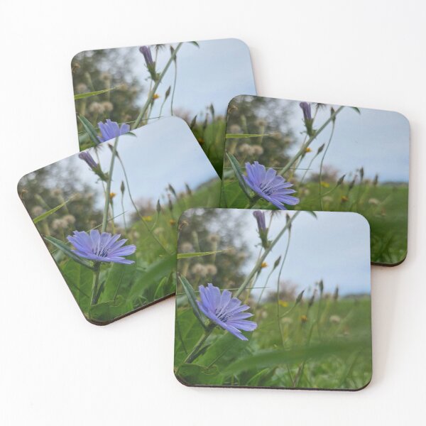 Item preview, Chicory Flower Reaching Towards the Sky designed and sold by Quincy-Hedgehog.