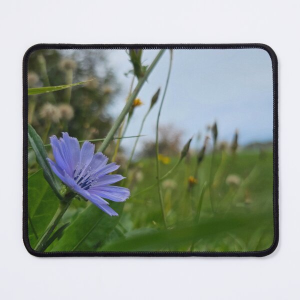 Item preview, Chicory Flower Reaching Towards the Sky designed and sold by Quincy-Hedgehog.