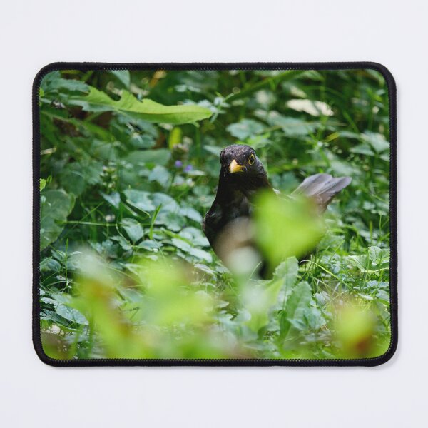 Item preview, In the grass jungle. Eurasian blackbird designed and sold by Jouko Lehto Photography.