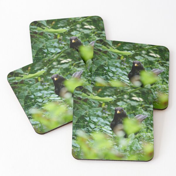 Item preview, In the grass jungle. Eurasian blackbird designed and sold by Jouko Lehto Photography.