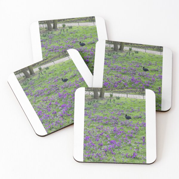 Item preview, Coot and the Purple Crocus. The Regent’s Park, London designed and sold by The Running London Photographer.