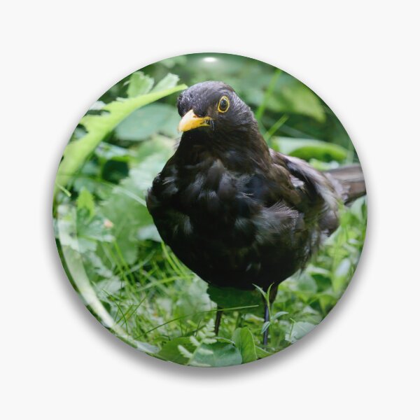 Item preview, Grey from stress of the kids. Eurasian blackbird designed and sold by Jouko Lehto Photography.