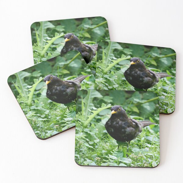 Item preview, Grey from stress of the kids. Eurasian blackbird designed and sold by Jouko Lehto Photography.