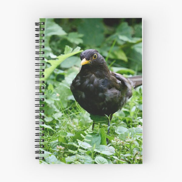 Item preview, Grey from stress of the kids. Eurasian blackbird designed and sold by Jouko Lehto Photography.