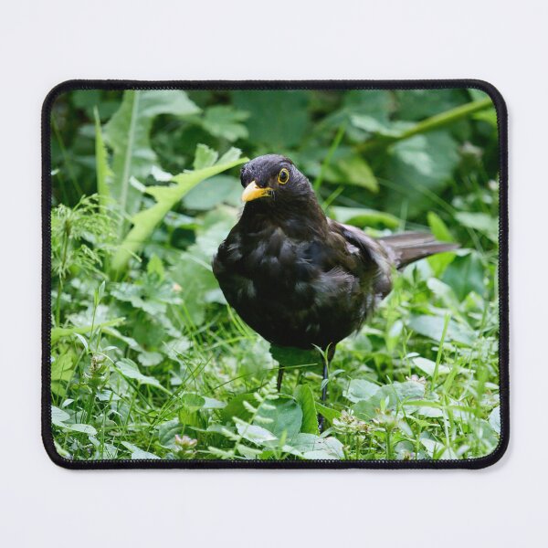 Item preview, Grey from stress of the kids. Eurasian blackbird designed and sold by Jouko Lehto Photography.