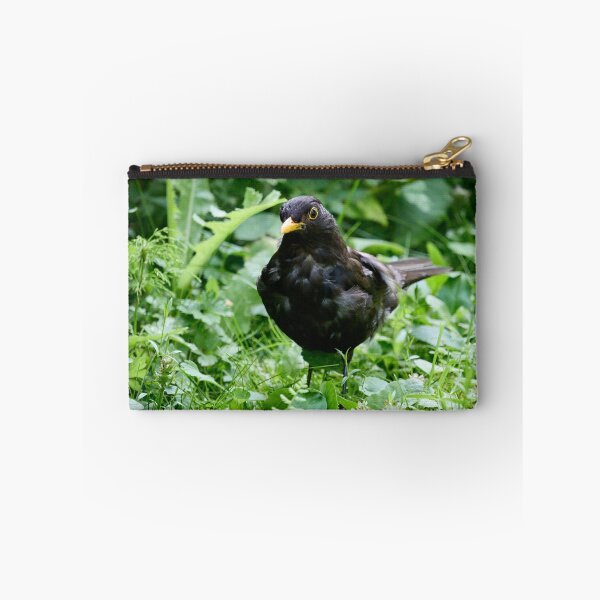 Item preview, Grey from stress of the kids. Eurasian blackbird designed and sold by Jouko Lehto Photography.
