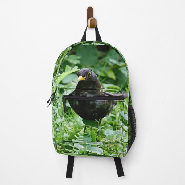 Item preview, Grey from stress of the kids. Eurasian blackbird designed and sold by Jouko Lehto Photography.
