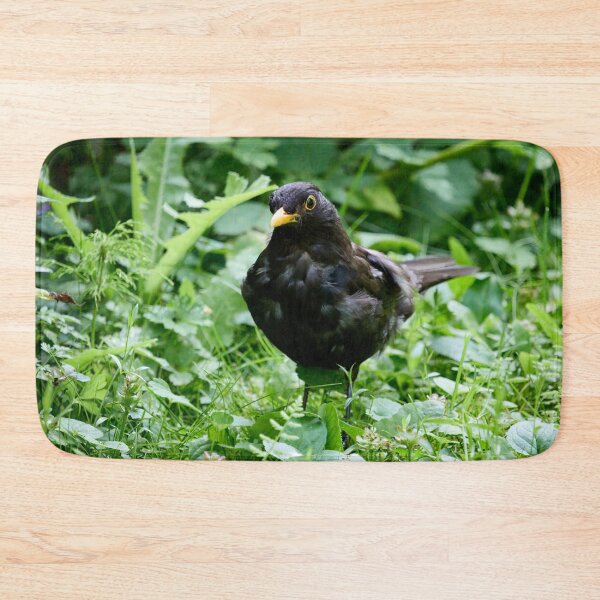 Item preview, Grey from stress of the kids. Eurasian blackbird designed and sold by Jouko Lehto Photography.