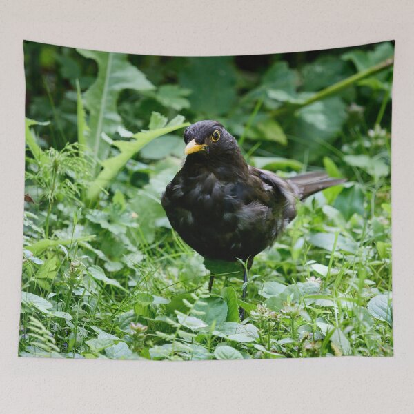 Item preview, Grey from stress of the kids. Eurasian blackbird designed and sold by Jouko Lehto Photography.
