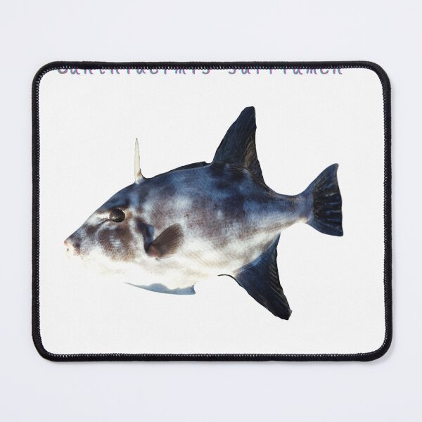 Item preview, No.029 - Ocean Triggerfish (Canthidermis sufflamen) | Caught in Cozumel, Mexico designed and sold by taichi69nz.