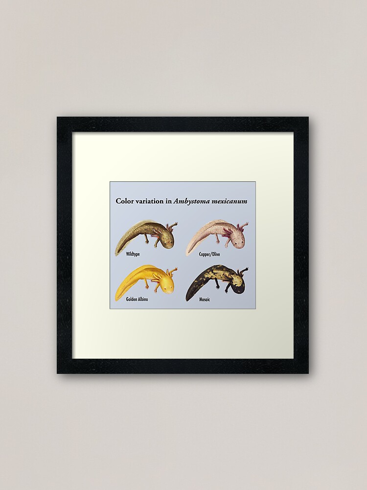 Alternate view of Axolotl Color Variation Poster Framed Art Print