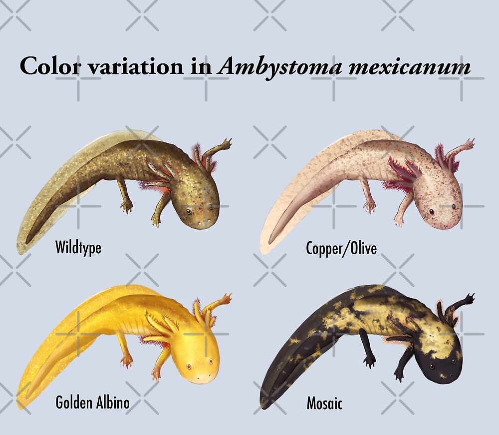 axolotl colors