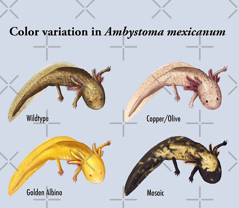 "Axolotl Color Variation Poster" By Seasofstars | Redbubble