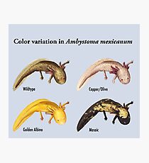 Axolotl Color Variation Poster Photographic Print