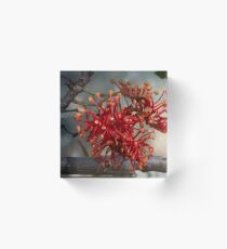 Queensland Crimson Firewheel tree Stenocarpus sinuatus 20180501 2690 Acrylic Block