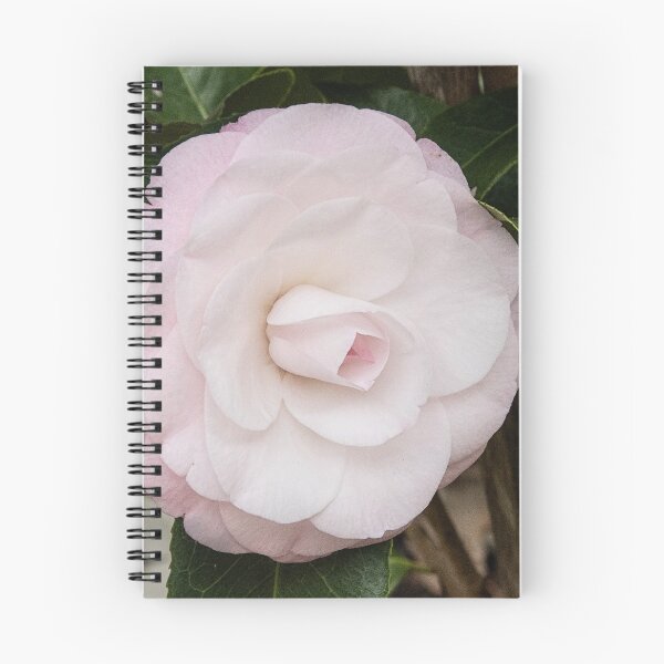 Item preview, White Camelia Leith Park Victoria 20180507 2720 designed and sold by Fred Mitchell.