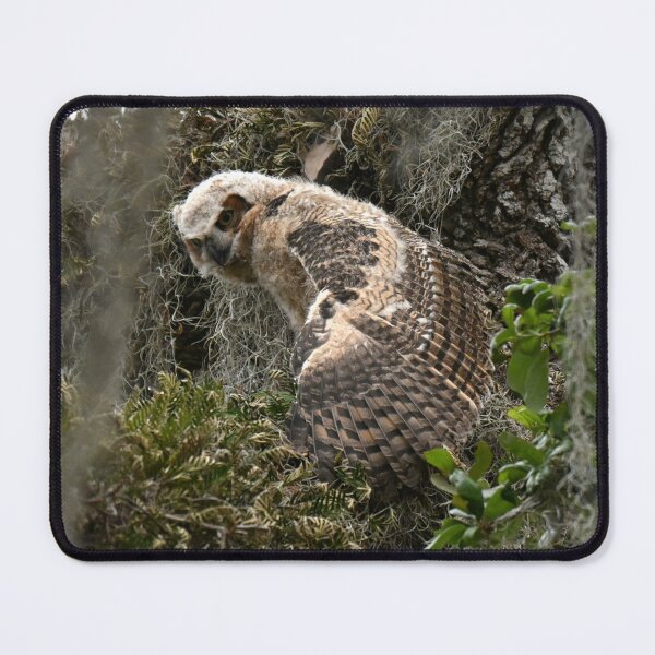 Item preview, Great Horned Owlet showing off  designed and sold by Glennphotos.