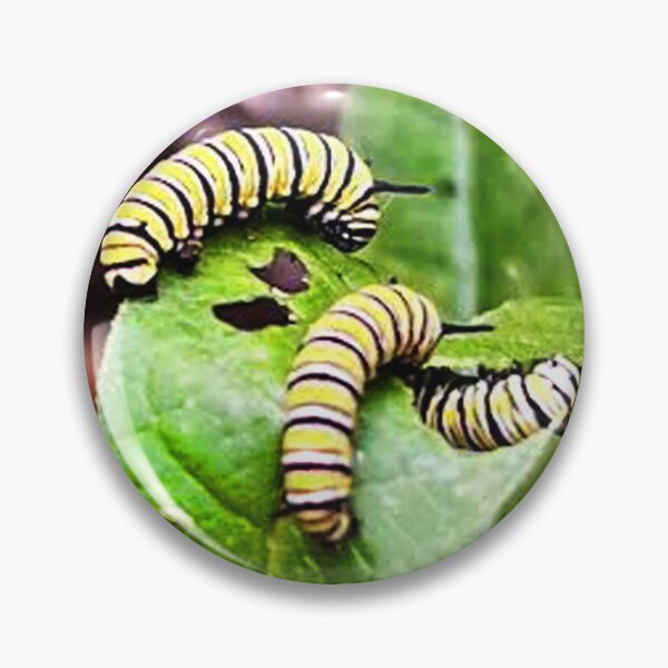 Artikelvorschau, Caterpillar Save the Monarchs Foto entworfen und verkauft von Sharon Schwalbe.