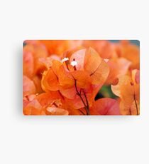 Orange Bougainville Metal Print