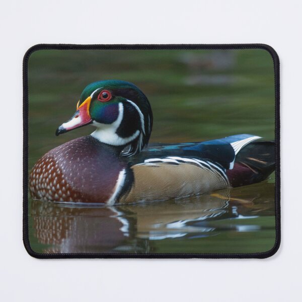 Item preview, Drake American Wood Duck swimming designed and sold by Steven Holt.