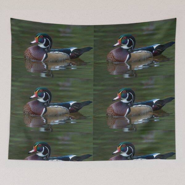 Item preview, Drake American Wood Duck swimming designed and sold by Steven Holt.