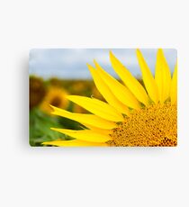 Sunflower Petals - Nobby, Australia Canvas Print