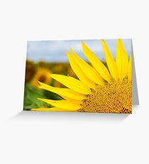 Sunflower Petals - Nobby, Australia Greeting Card