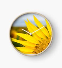 Sunflower Petals - Nobby, Australia Clock