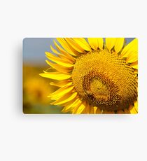 Sunflower Fields - Nobby, Australia Canvas Print