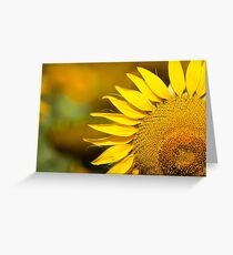 Sunflower - Nobby, Australia Greeting Card