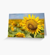 Sunflower Fields - Nobby, Australia Greeting Card