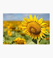 Sunflower Fields - Nobby, Australia Photographic Print