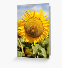 Sunflower - Nobby, Australia Greeting Card