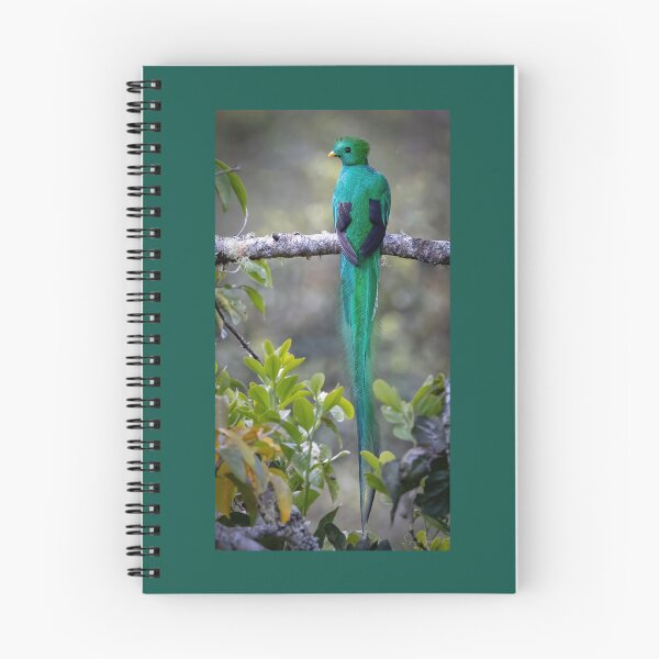 Item preview, Resplendent quetzal designed and sold by Shannon Emmel .