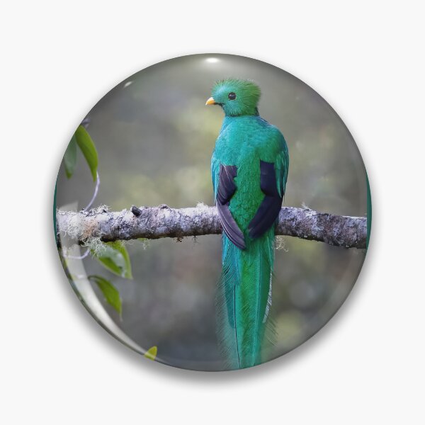 Item preview, Resplendent quetzal designed and sold by Shannon Emmel .