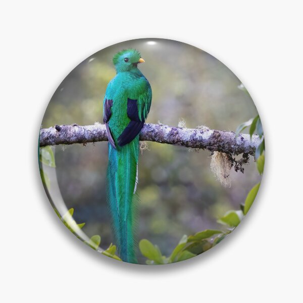 Item preview, Resplendent quetzal designed and sold by Shannon Emmel .