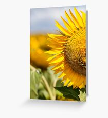 Sunflower - Nobby, Australia Greeting Card